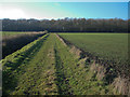 Footpath to Ditton Park Wood