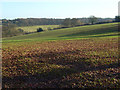 Farmland, Asheridge