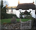 Thatched cottage, with topiary, High Street, Ide