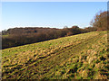 SP9404 : Grassland below Bellingdon by Andrew Smith