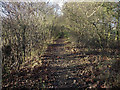 TL6657 : Path from Ditton Park Wood by Hugh Venables