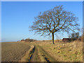 Restricted byway near Ewelme