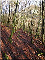 Oak wood on the north side of Ystwyth gorge