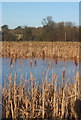 Pond with bulrushes on the green at Mellis