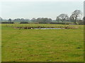 Pond in pasture