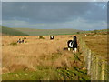 SX2473 : Wild ponies on Bodmin Moor 1 by Jonathan Billinger
