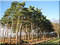 Trees near Parkgate Farm