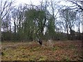 Apple Tree near the end of Old Orchard Lane