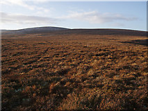 NH8541 : Cawdor Grouse Moor by Dorothy Carse