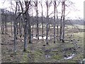 Wet woodland, Glen Dochart