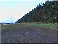 Conifer plantation near Roddam Rigg