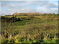 Lagan Meadows near Newforge