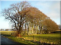 Trees Beside High Cleughearn Road