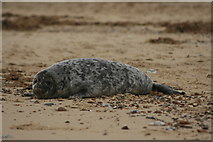 TG4624 : Grey seal, Horsey by Katy Walters