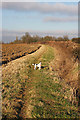 Footpath to Lawshall Green