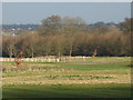 Looking into the London Golf Club course