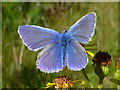 SK2417 : Male Common Blue Butterfly by Brian Webster