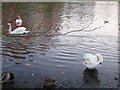 Swans on the Exe Christmas 2008