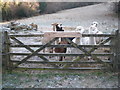 Alpacas, near Wescott Wood, Devon