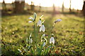 Snowdrops in my garden in Shelvingford Farm