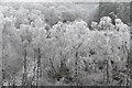 NH4259 : Frosty trees in Rogie Forest by John Allan