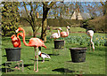 Flamingos feeding at Coton Manor Gardens