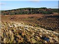 NM8622 : Moorland and forest by Patrick Mackie