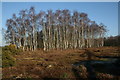 Silver Birches, Rockford Common, New Forest