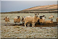 Sheep near Wearhead