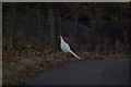 NO5055 : A White Pheasant on Finavon Hill at dusk by Alan Morrison