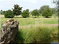 Trees behind Lowdam Mill