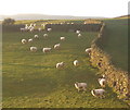SD1785 : Sheep on hillside near Bank House by Andrew Hill