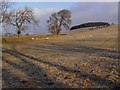 Field above Housty