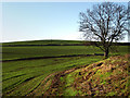 Footpath to Tipsall