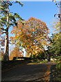 Beech tree at entrance to North Cheriton manor