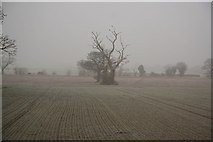 SK8771 : Foggy & freezing by Richard Croft