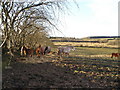 Horses with Hay