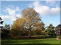 Gloucester: Plane Tree