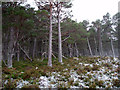 NH8718 : Pine Woods on Carn Dearg by Dorothy Carse