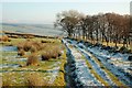 Frosty Track