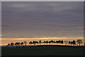 Line of trees, New Alyth