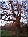 Oak, Hearsall Common