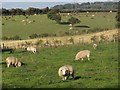 TQ6665 : Sheep and Cattle Grazing in Valley by David Anstiss