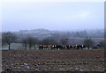 Cattle and Blaengyfre