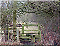 Footpath, Thorn Furlong farm, Stockton