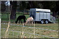 Alpacas at Clintlaw Farm