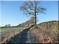 Footpath near Dockenfield