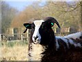SU0625 : Jacob sheep, Croucheston by Maigheach-gheal