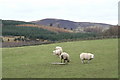 Sheep at Pitmudie, near Lintrathen