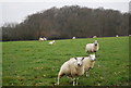 Sheep with Orchard Wood in the background